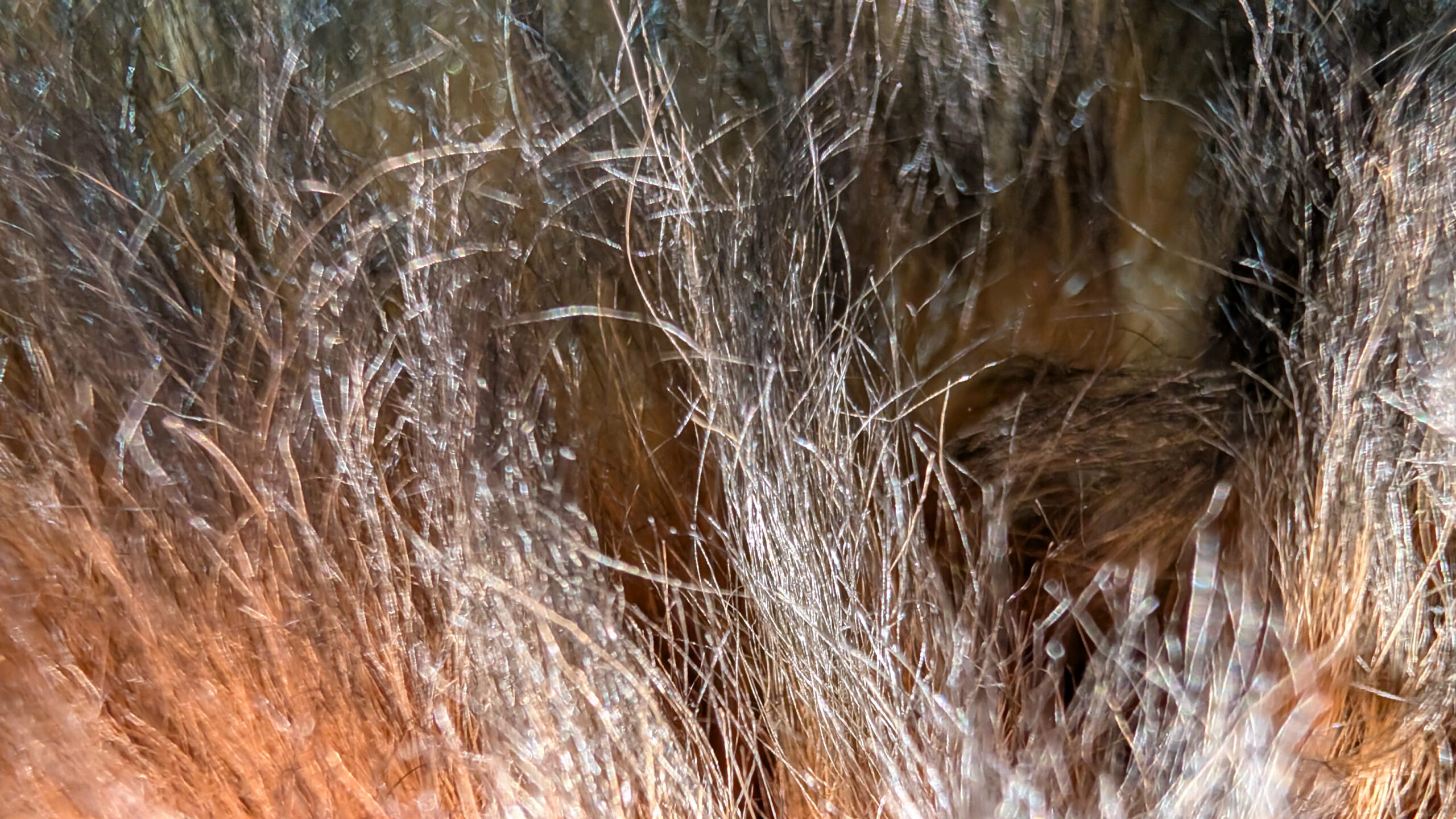 Peau de Mouton Red Fox – Image 2